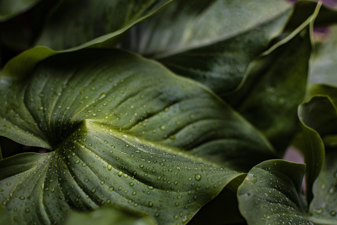 entdecken sie die vorteile der hydration für ihre gesundheit und ihr wohlbefinden. erfahren sie, wie ausreichende flüssigkeitszufuhr ihre energie steigern und ihre haut strahlen lassen kann.
