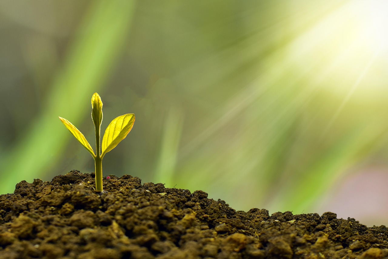 entdecken sie die prinzipien der nachhaltigkeit und erfahren sie, wie umweltfreundliche praktiken das leben auf unserem planeten positiv beeinflussen können. lernen sie, wie sie nachhaltige entscheidungen treffen und einen beitrag zum schutz der natur leisten können.