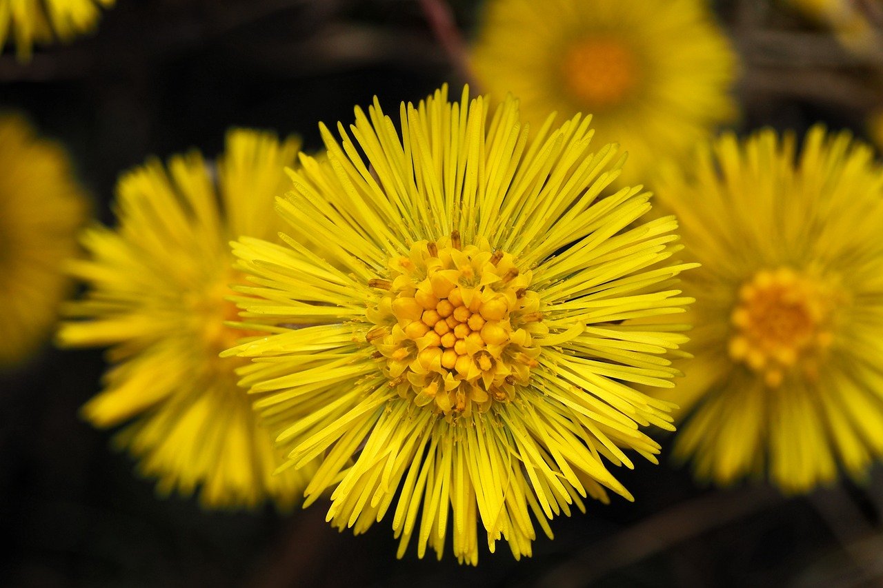 entdecken sie die vielfältigen heilpflanzen und ihre traditionellen sowie modernen anwendungen zur förderung von gesundheit und wohlbefinden.